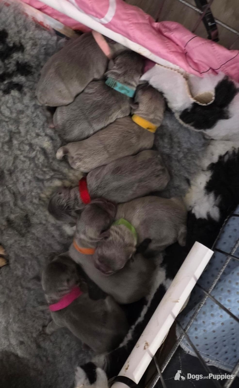Frenchie litter born  in {LOCATION}