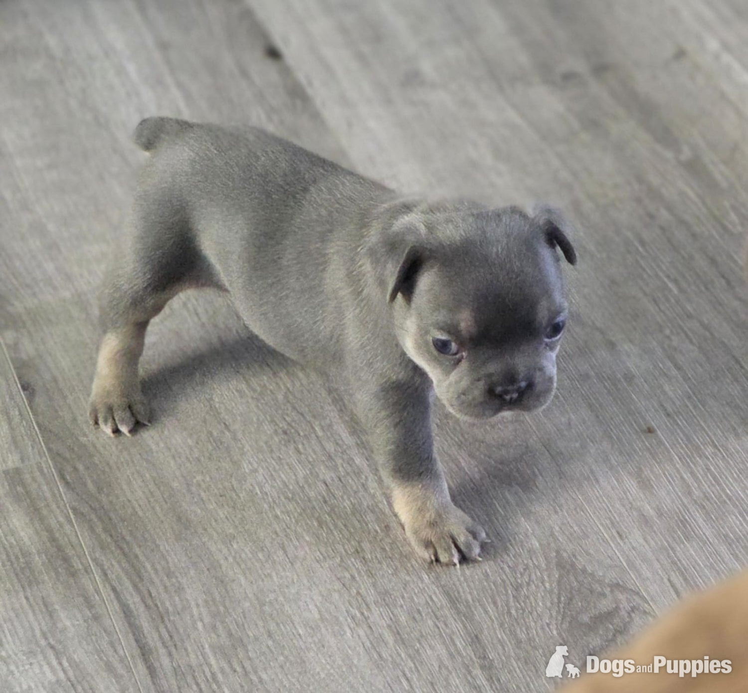 French Bulldog
