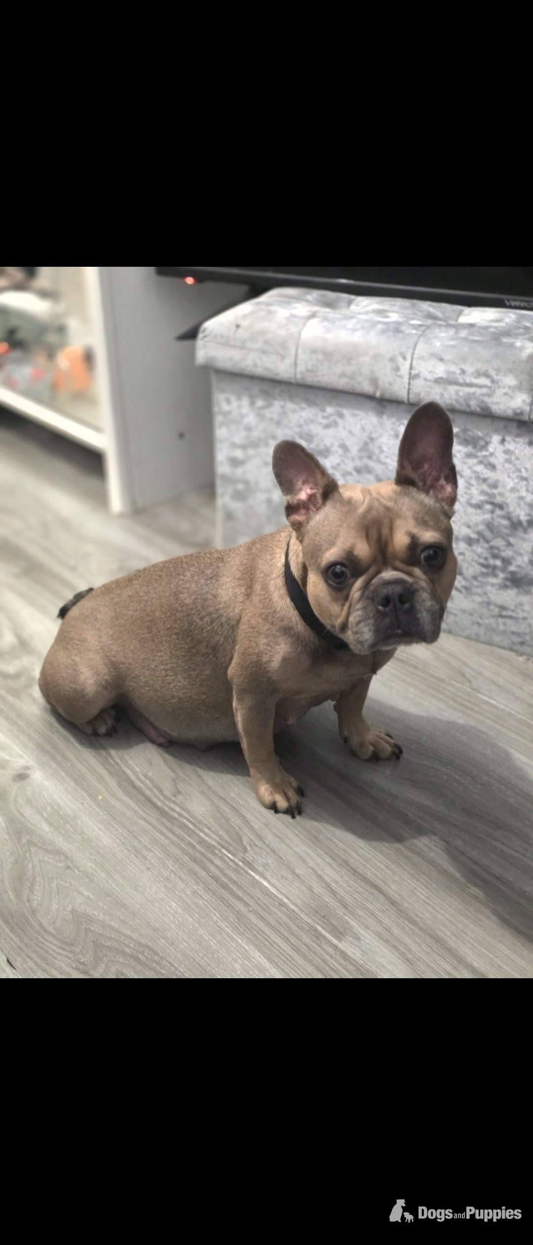 French Bulldog - Frenchie pups PRICE DROP