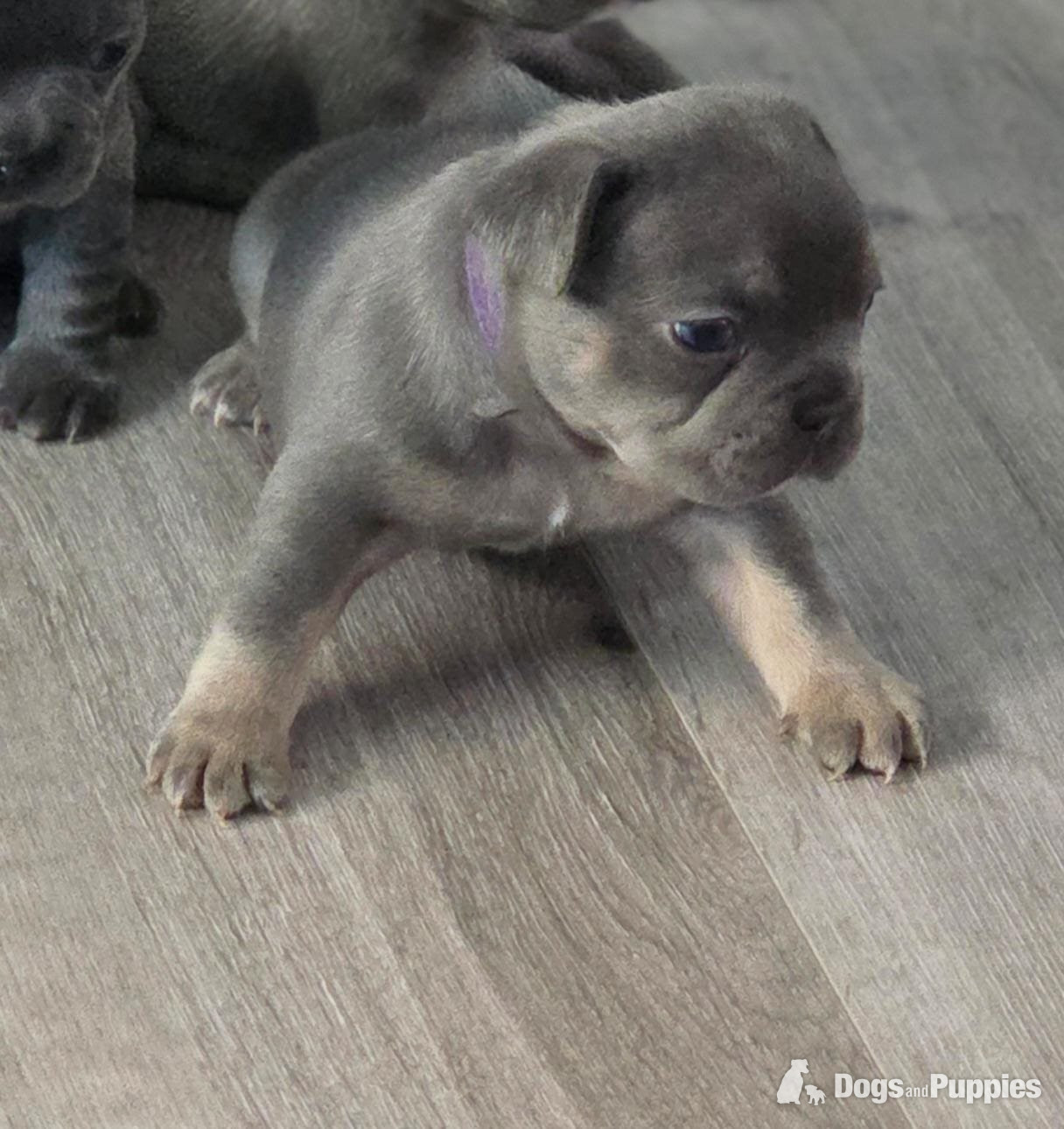 French Bulldog Puppies