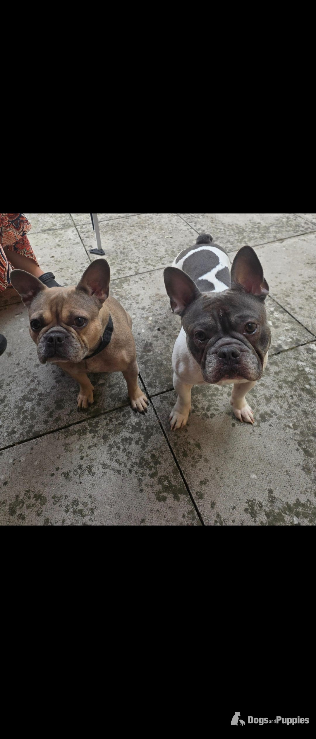 Frenchie pups PRICE DROP - French Bulldog