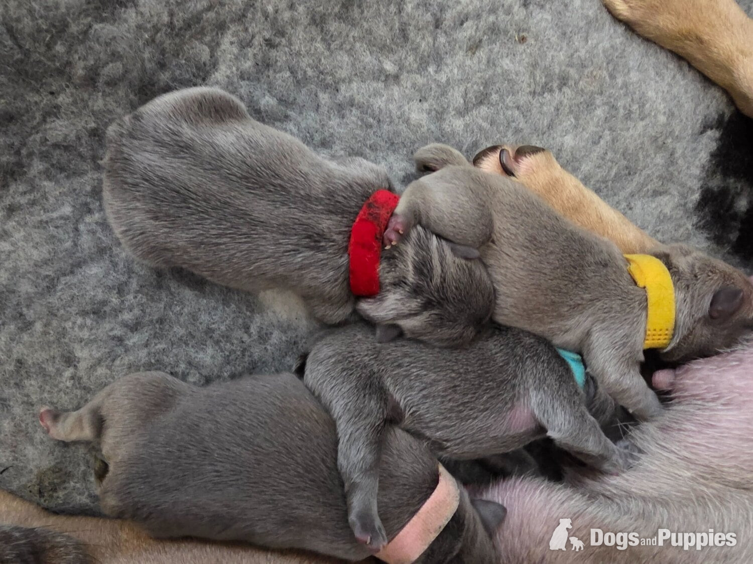 French Bulldog - Frenchie litter born 