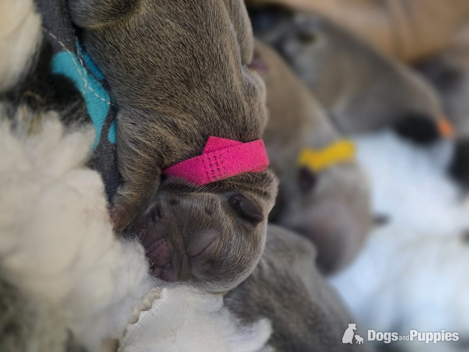 Frenchie litter born  - French Bulldog