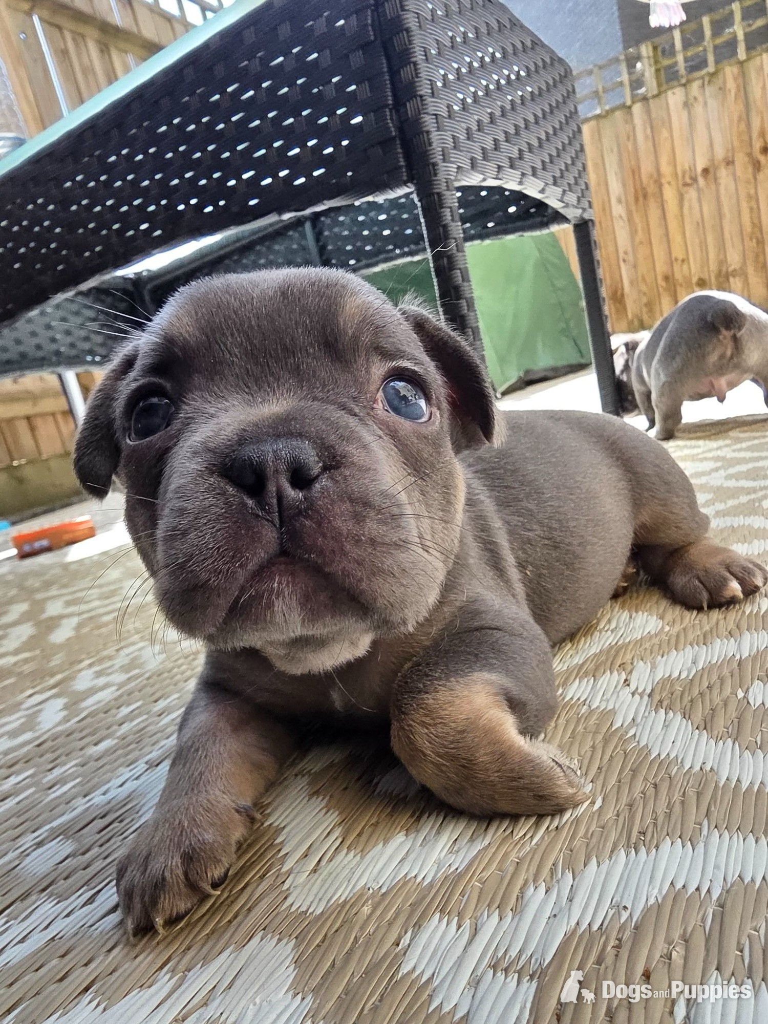 Frenchie pups PRICE DROP in {LOCATION}