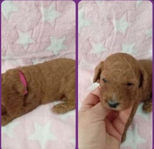 Cockapoo