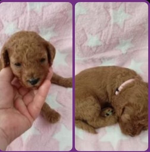 Cockapoo Puppies