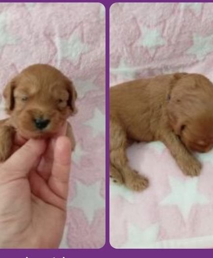 Cockapoo - Stunning Red F1b Cockapoos 