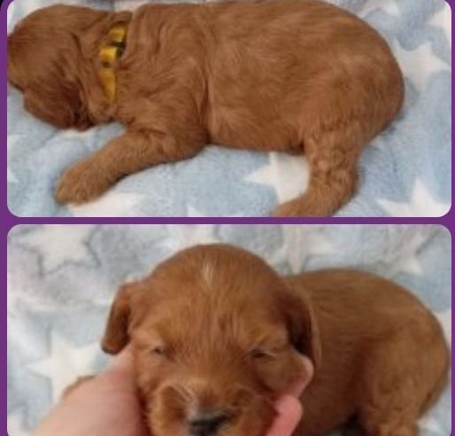 Stunning Red F1b Cockapoos  - Cockapoo