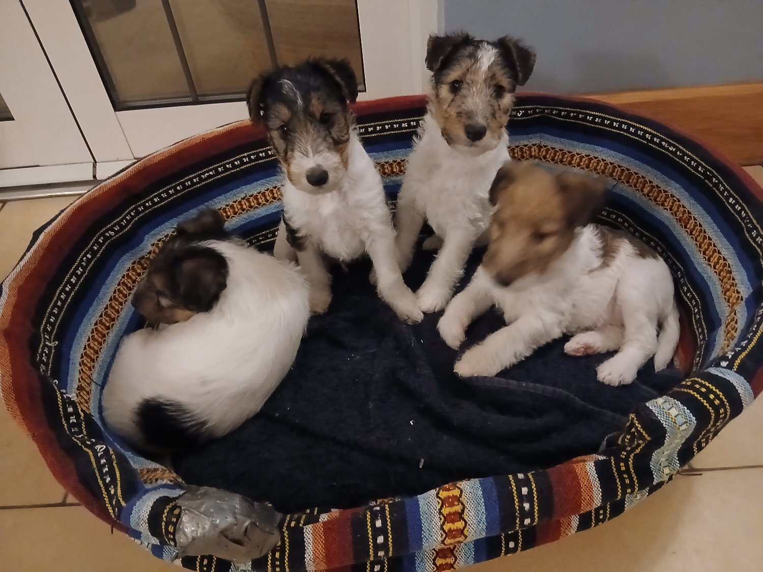 Fox Terrier