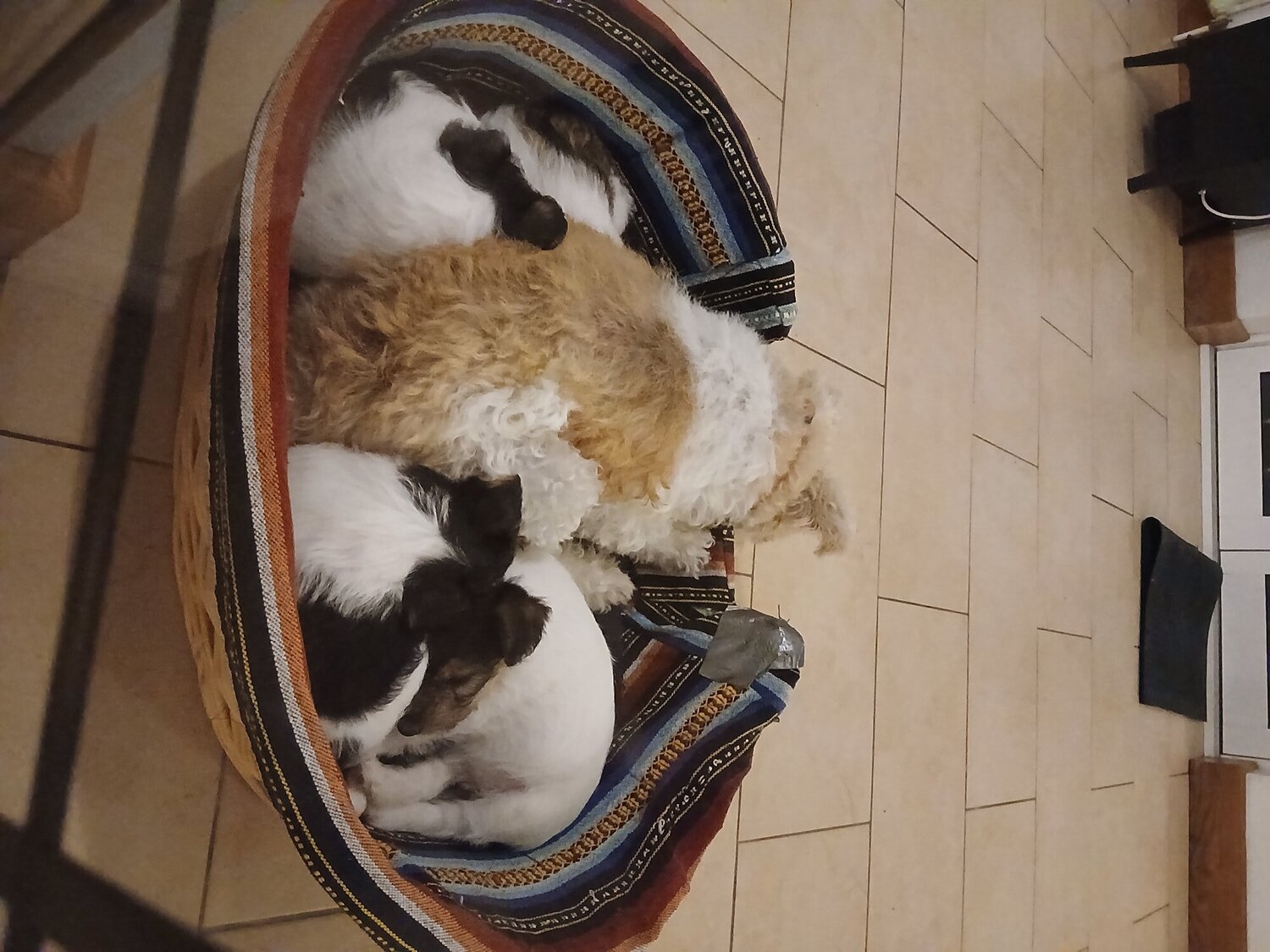 Fox Terrier Puppies