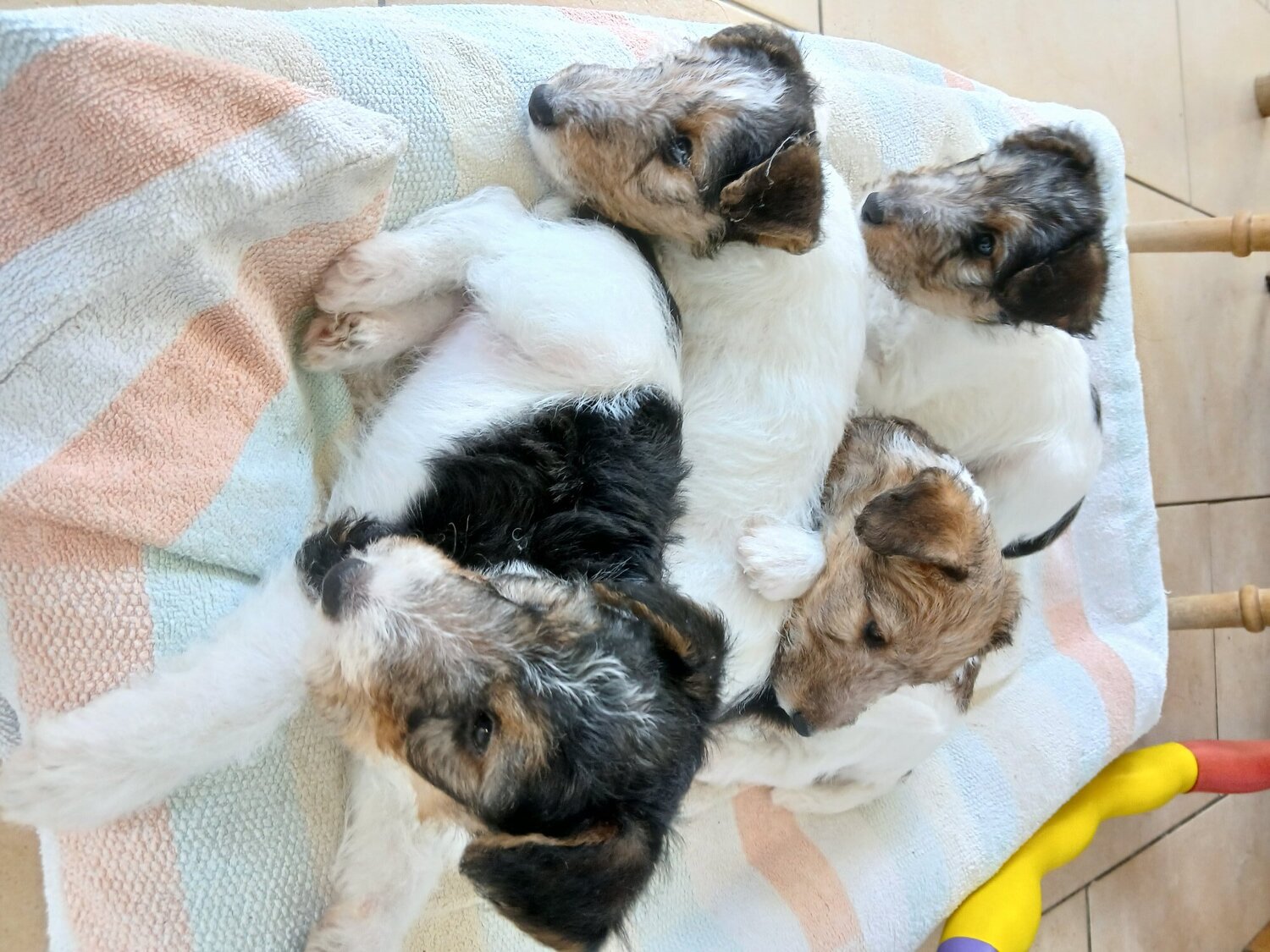 Fox Terrier - Wire haired fox terrier- 3 beautiful girls