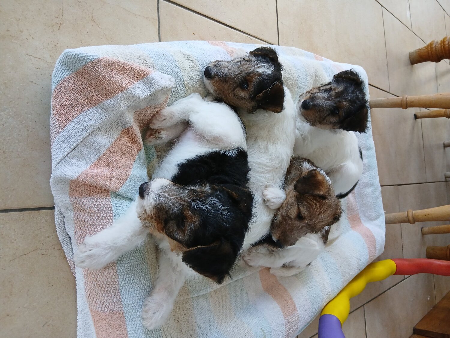 Wire haired fox terrier- 3 beautiful girls - Fox Terrier