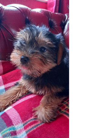 Delightful Yorkshire Terrier puppies ready now.