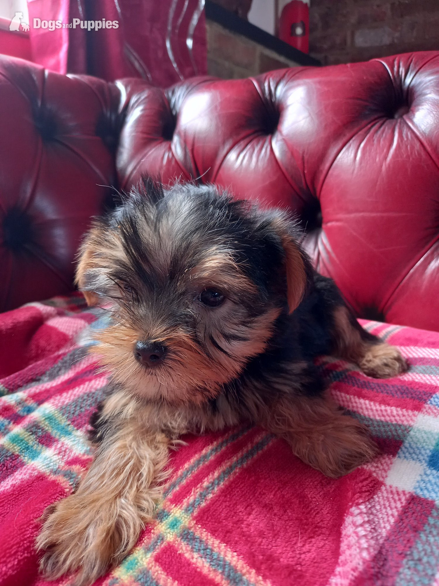 Yorkshire Terrier