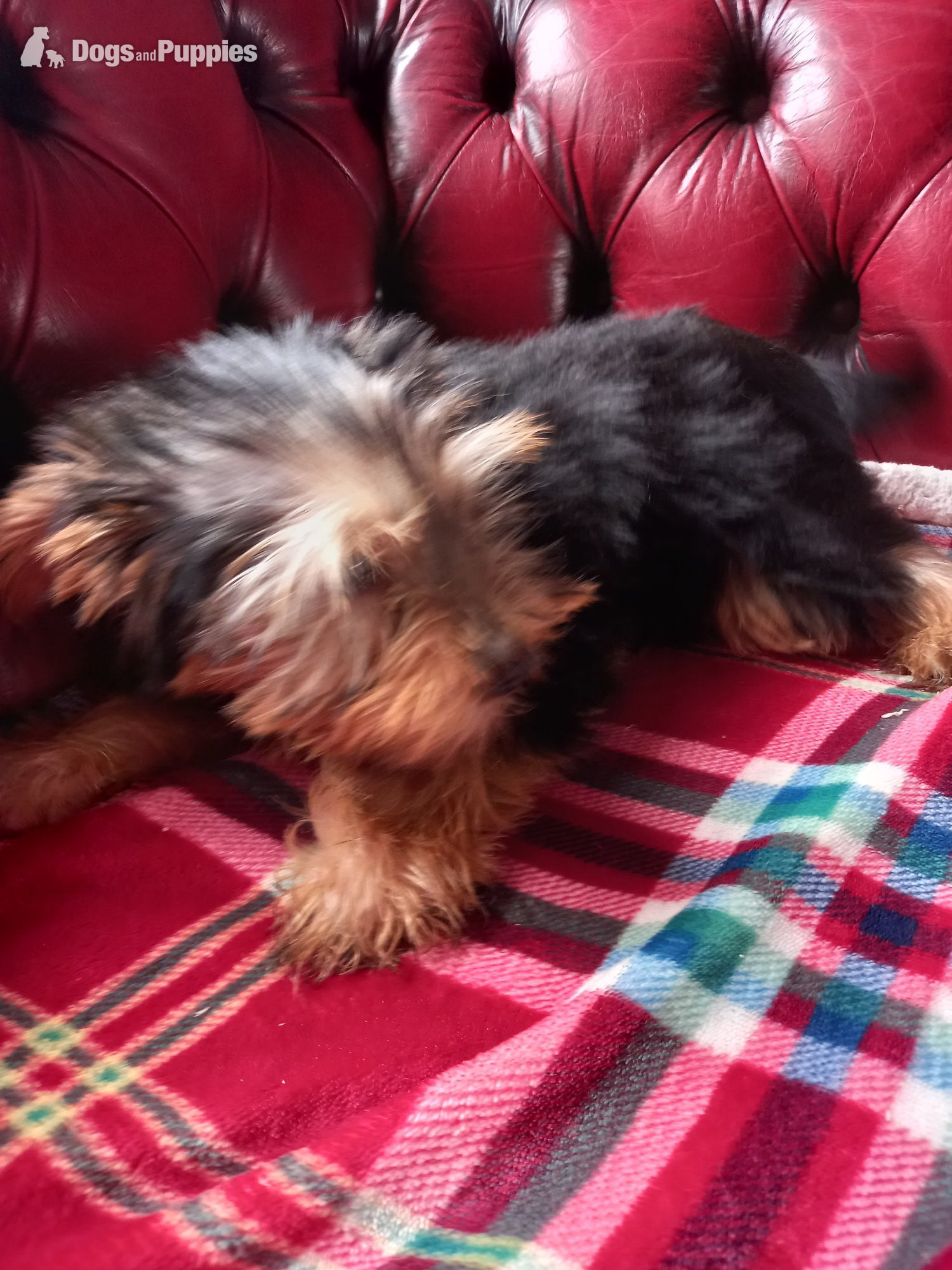 Delightful Yorkshire Terrier puppy ready now. in {LOCATION}