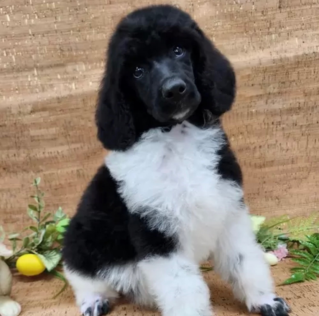 Poodle