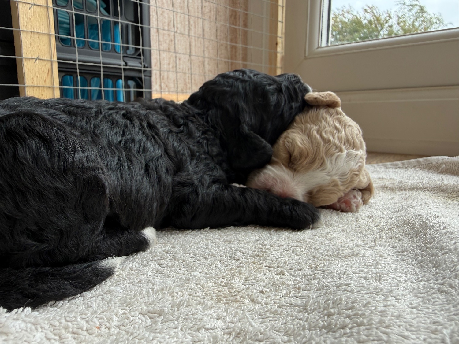 Poodle Puppies