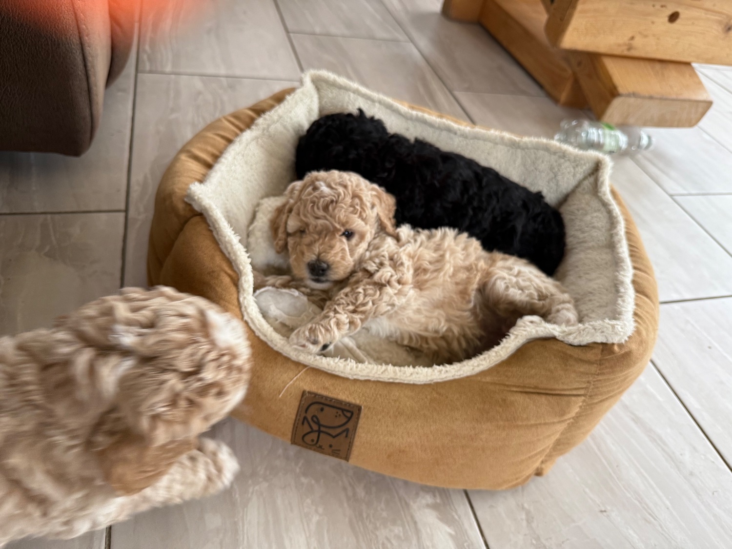 Poodle - Partie poo puppies 