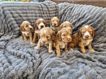 9Beautiful Cockerpoo puppies