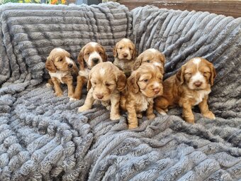 9Beautiful Cockerpoo puppies