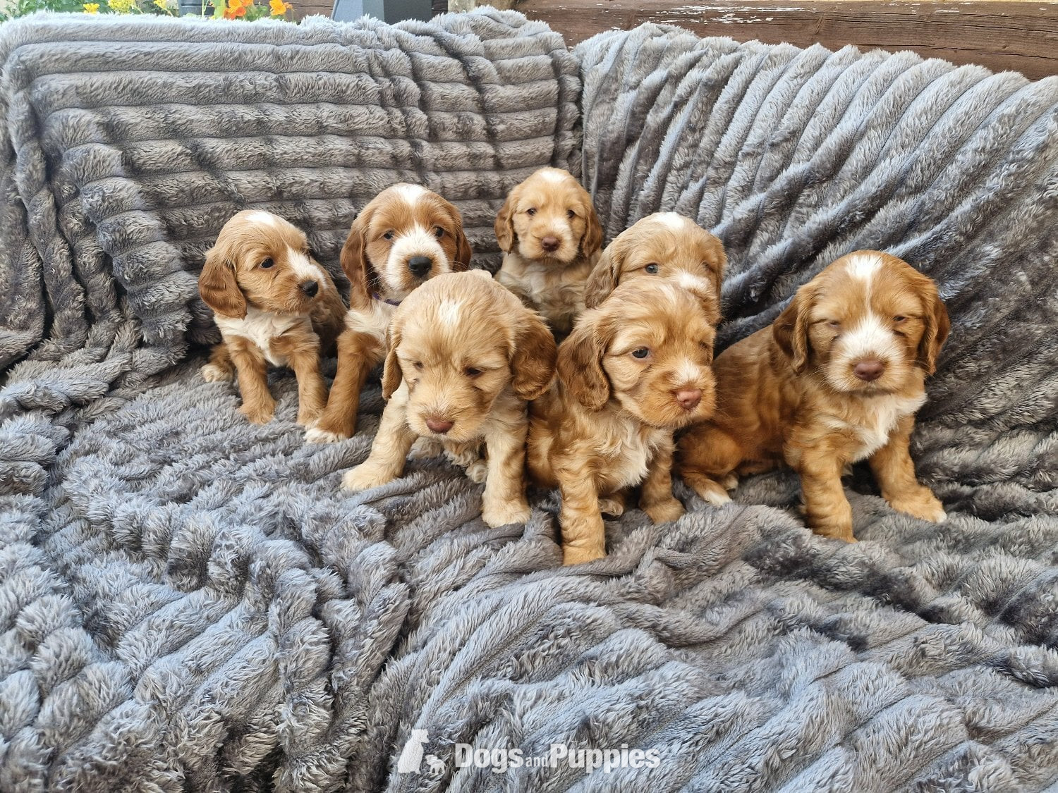 9Beautiful Cockerpoo puppies in {LOCATION}