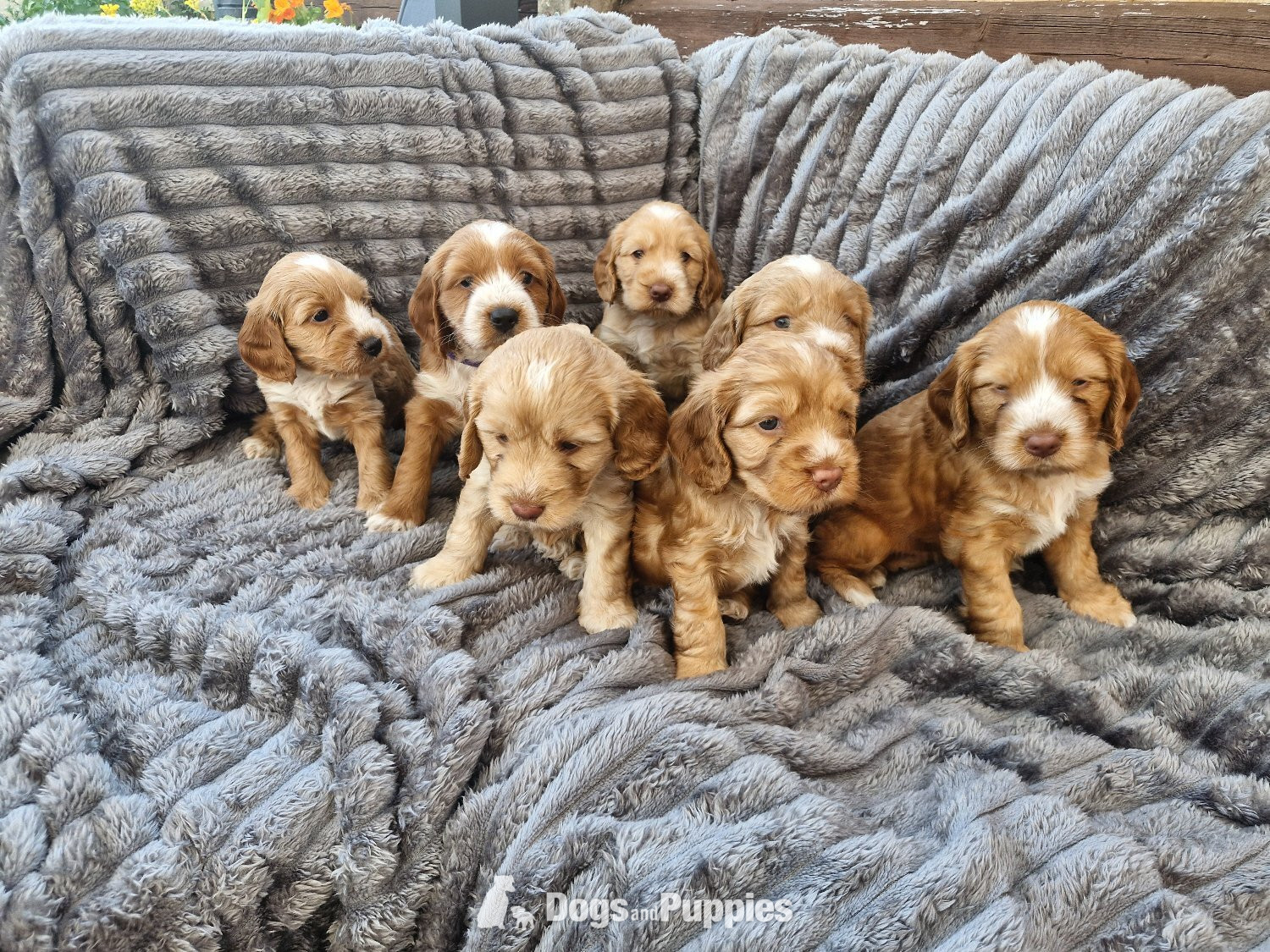 OBeautiful Cockerpoo puppies in {LOCATION}
