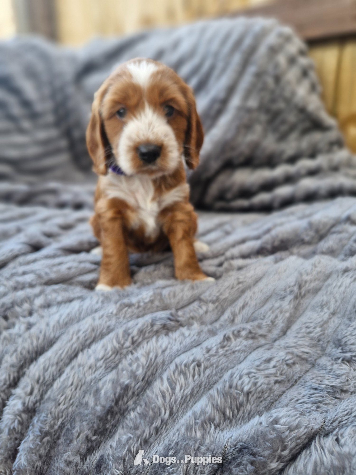 Cockapoo Puppies