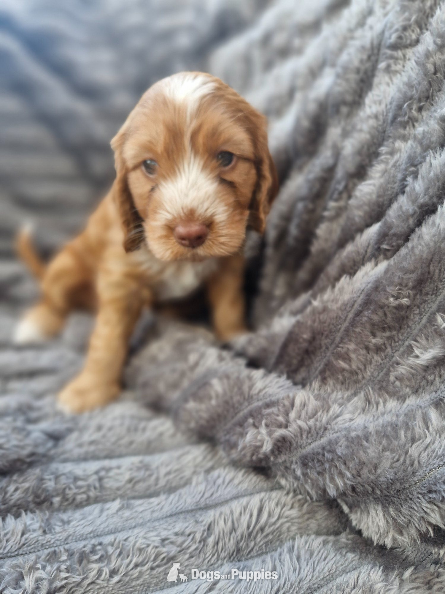 Cockapoo - OBeautiful Cockerpoo puppies