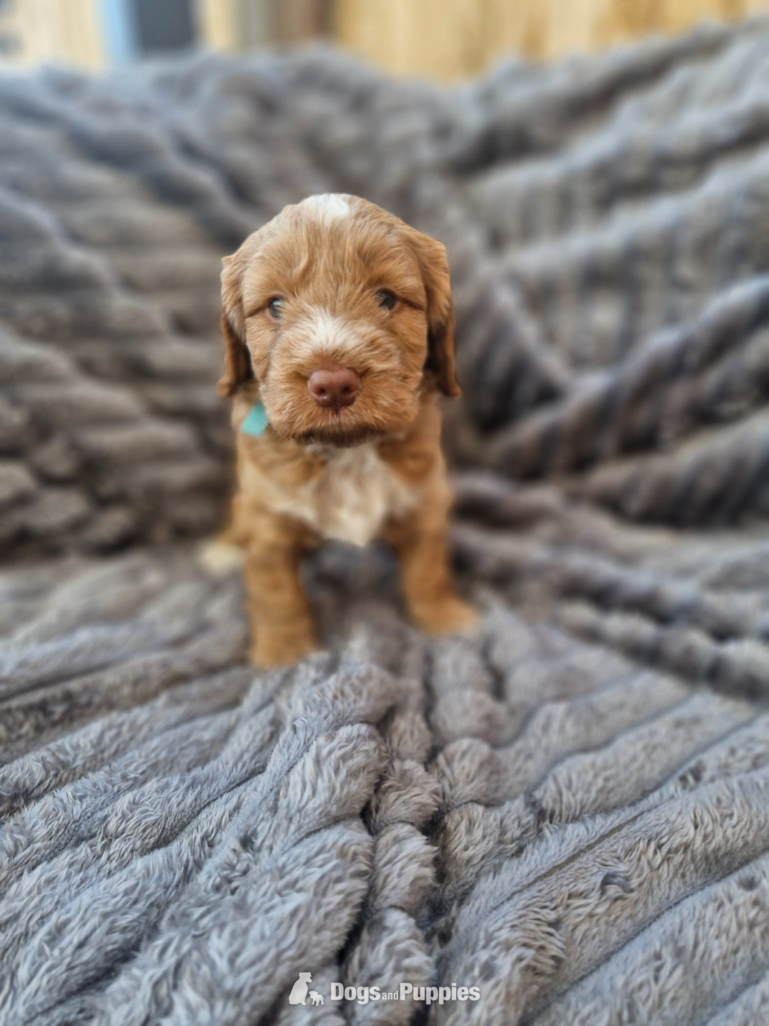 OBeautiful Cockerpoo puppies - Cockapoo