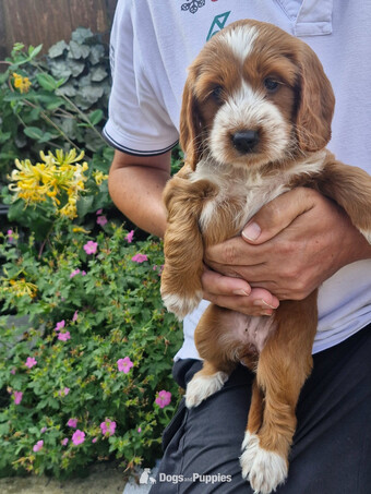 Beautiful Cockapoo puppies