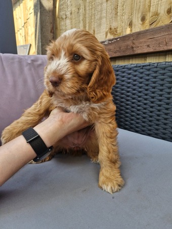 Beautiful Cockapoo puppies