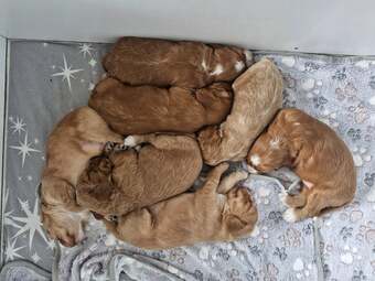 Beautiful Cockerpoo puppies
