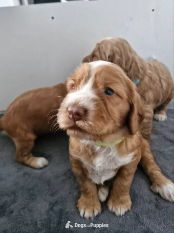 Beautiful Cockerpoo puppies