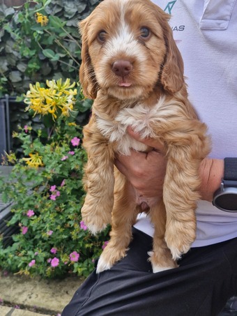 Beautiful Cockerpoo puppies