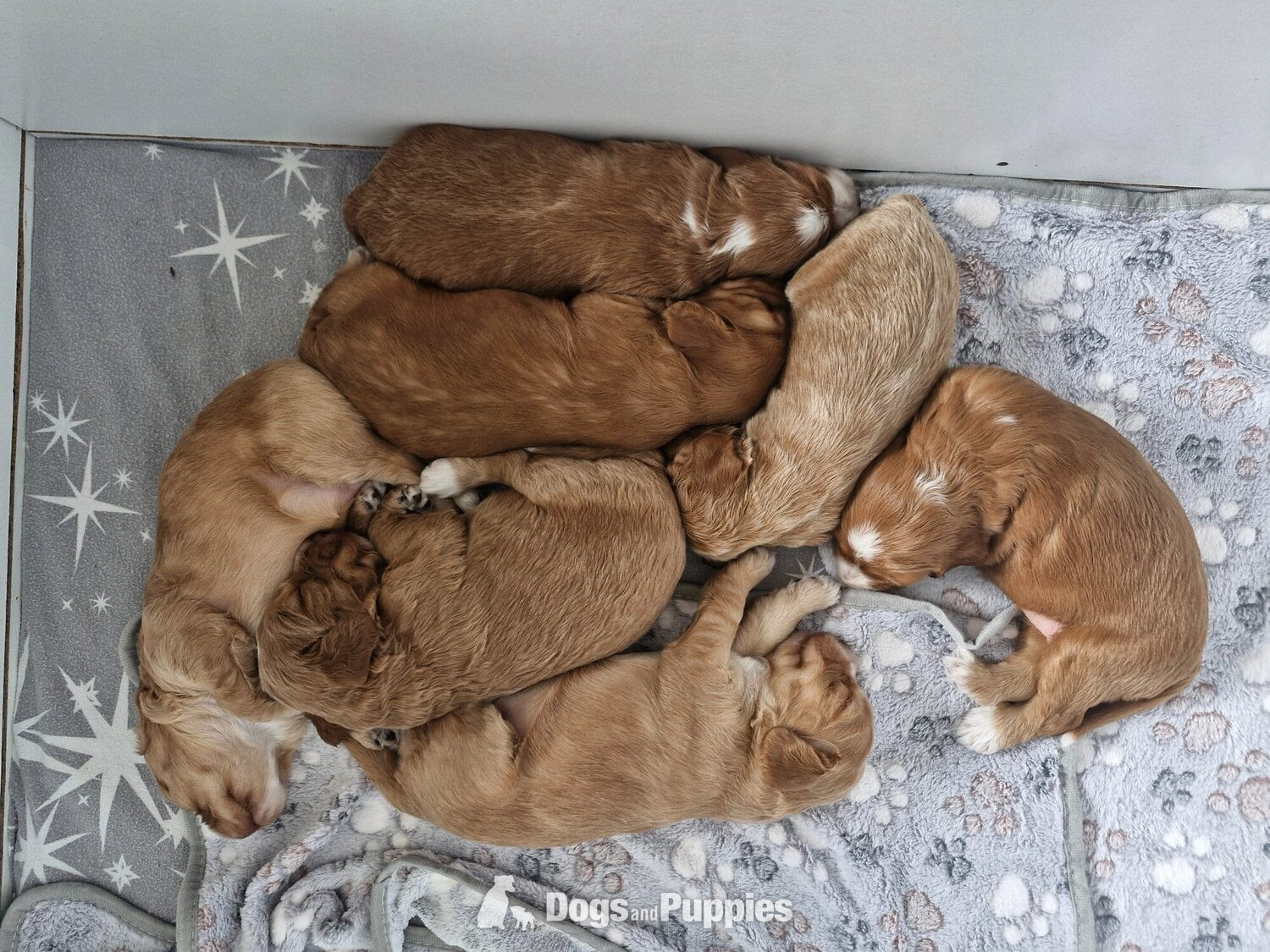 Beautiful Cockerpoo puppies in {LOCATION}