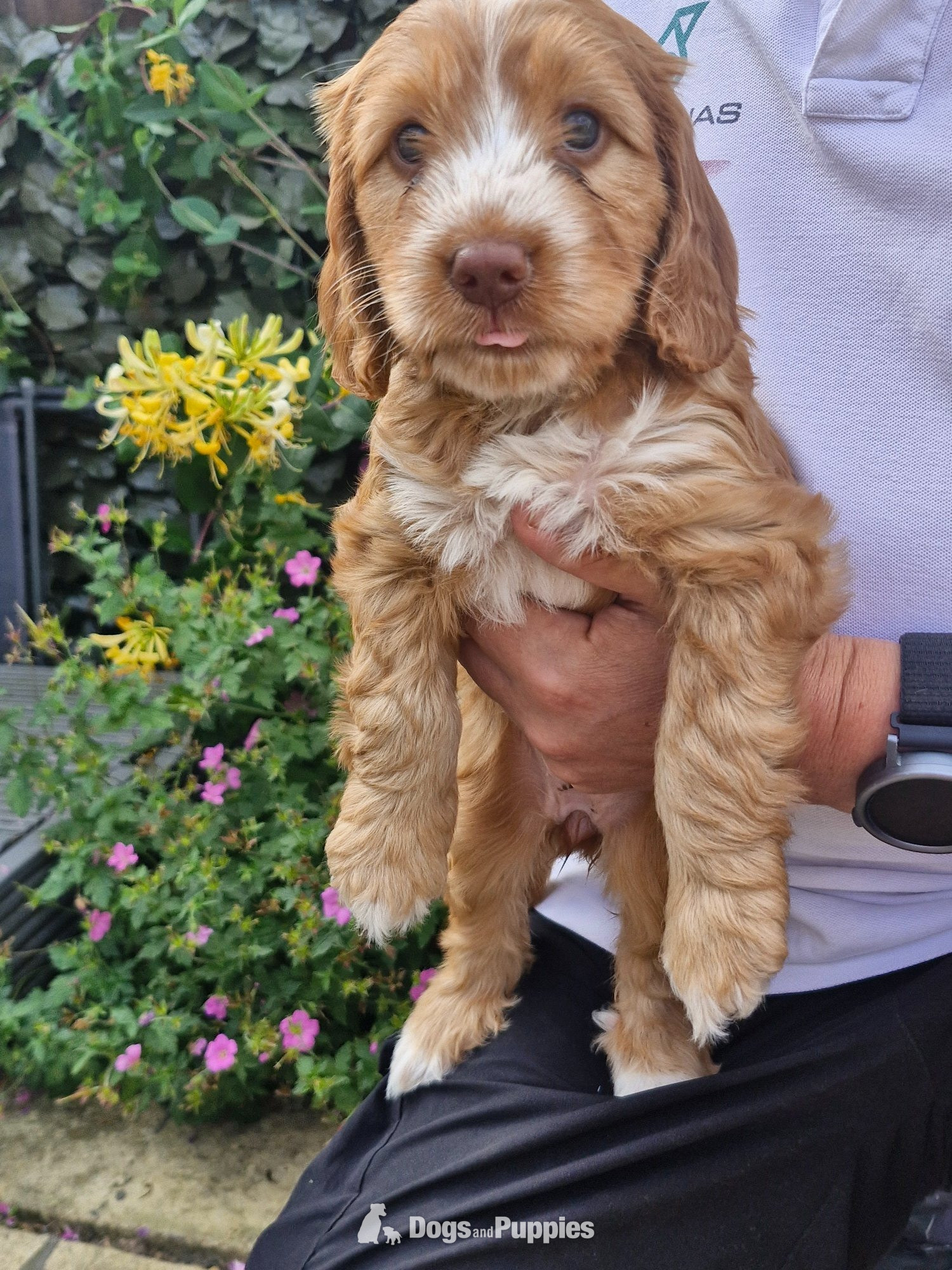 Cockapoo - Beautiful Cockapoo puppies