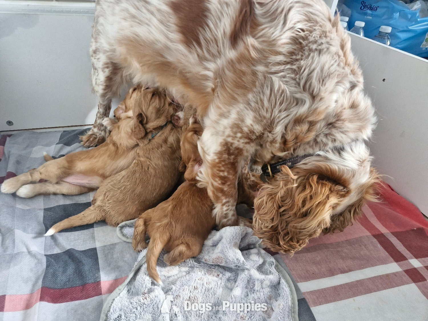 Cockapoo