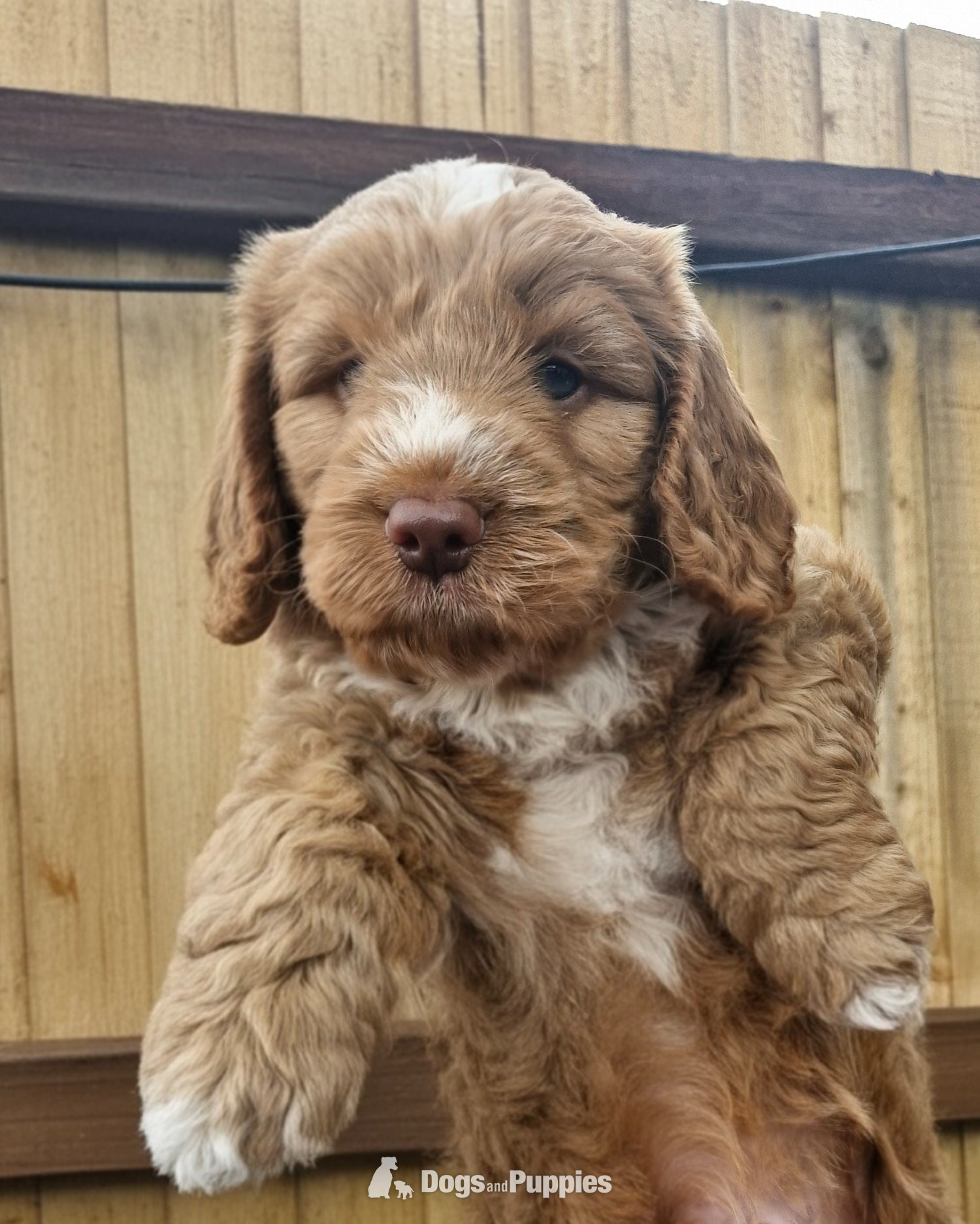Beautiful Cockapoo puppies in {LOCATION}