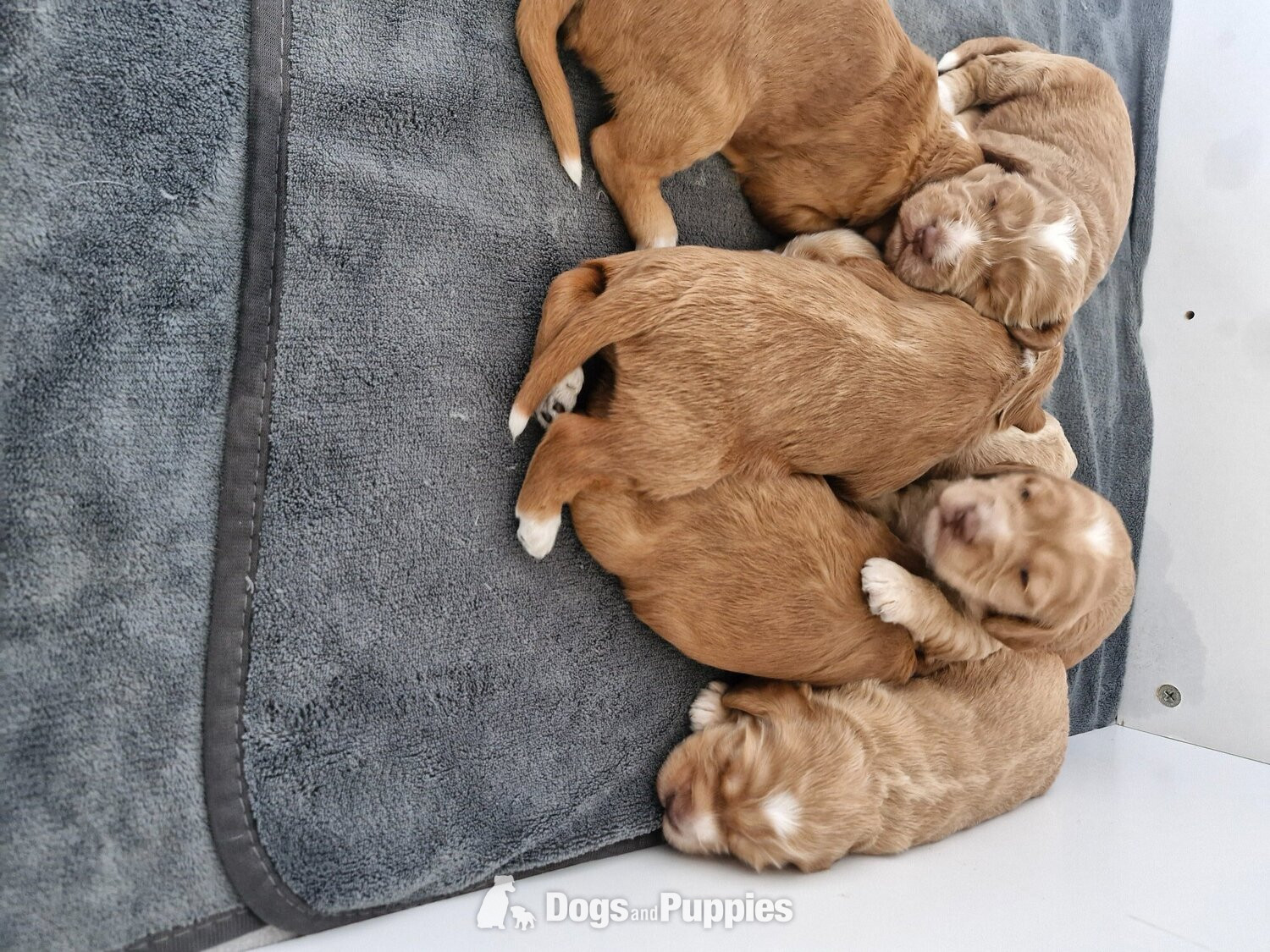 Cockapoo Puppies