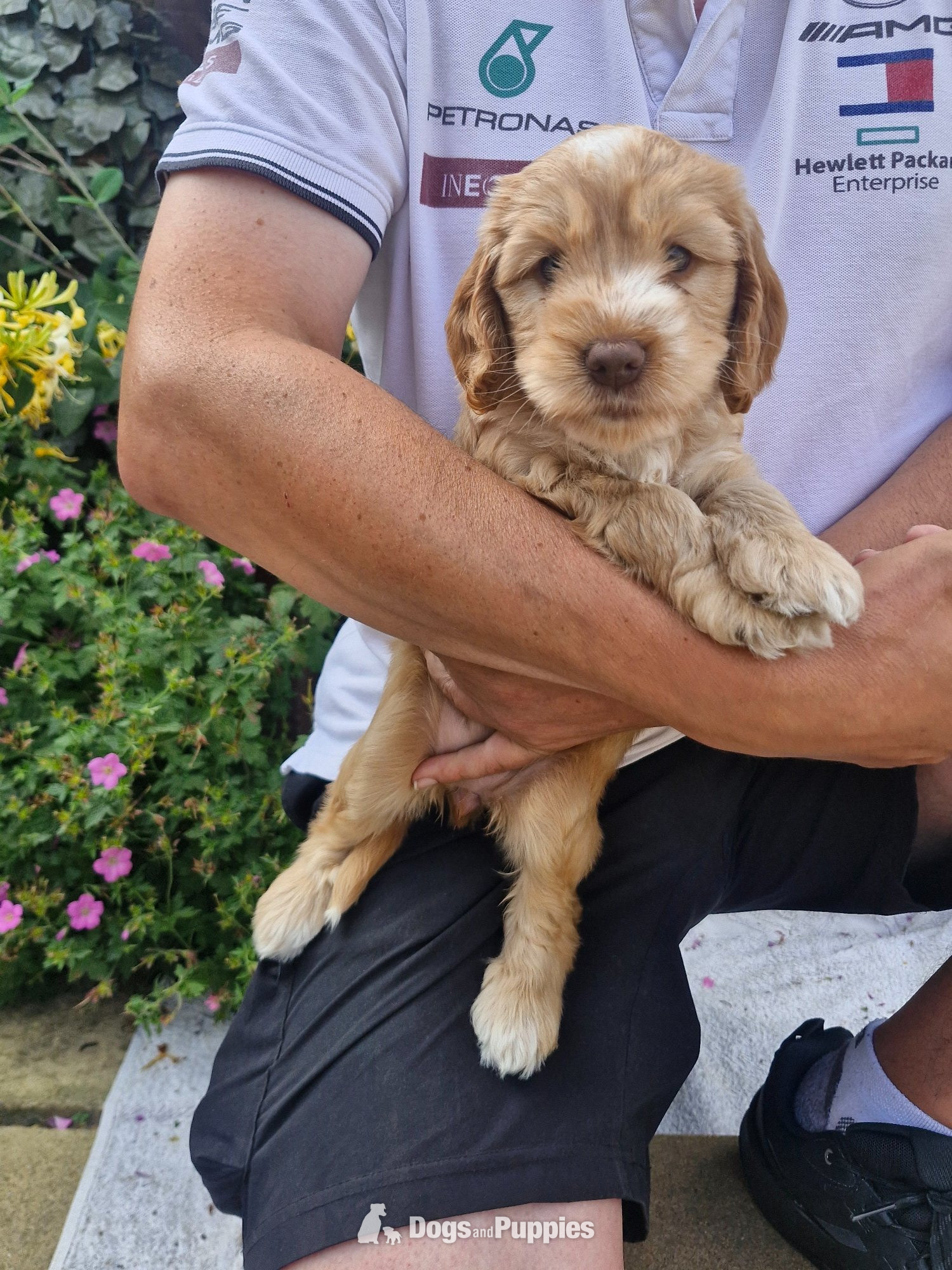 Beautiful Cockapoo puppies - Cockapoo