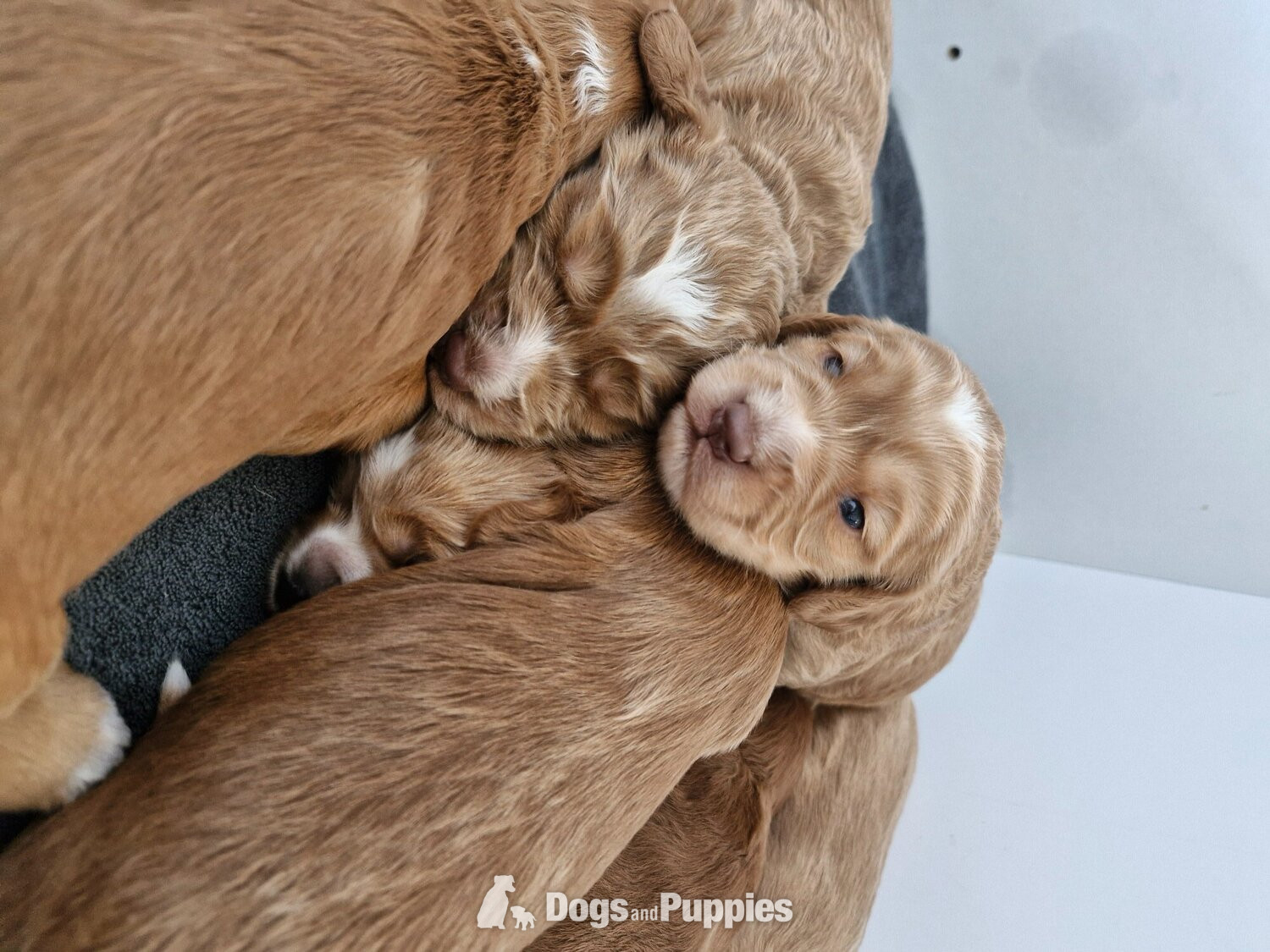 Cockapoo - Beautiful Cockerpoo puppies