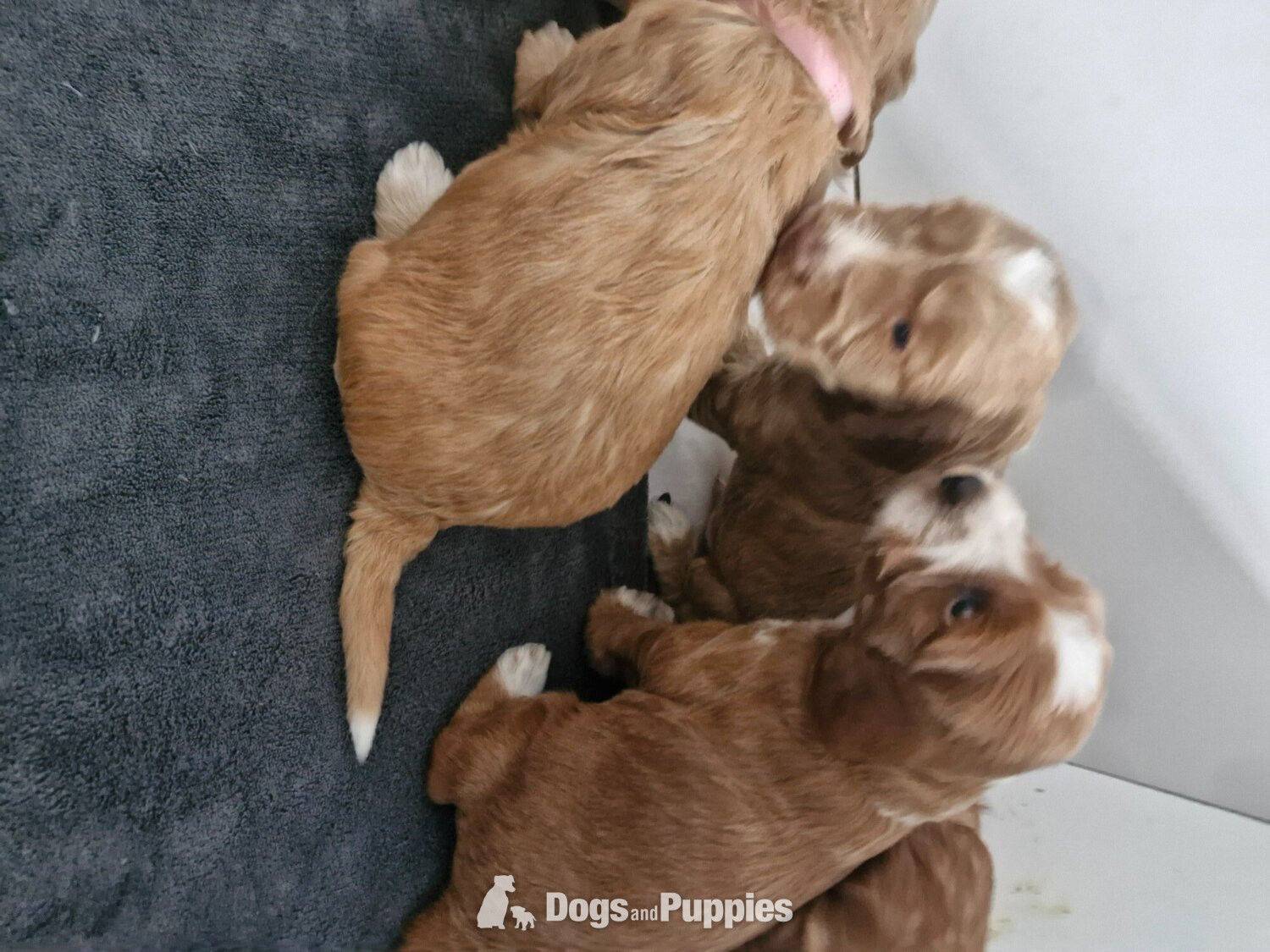 Beautiful Cockerpoo puppies - Cockapoo