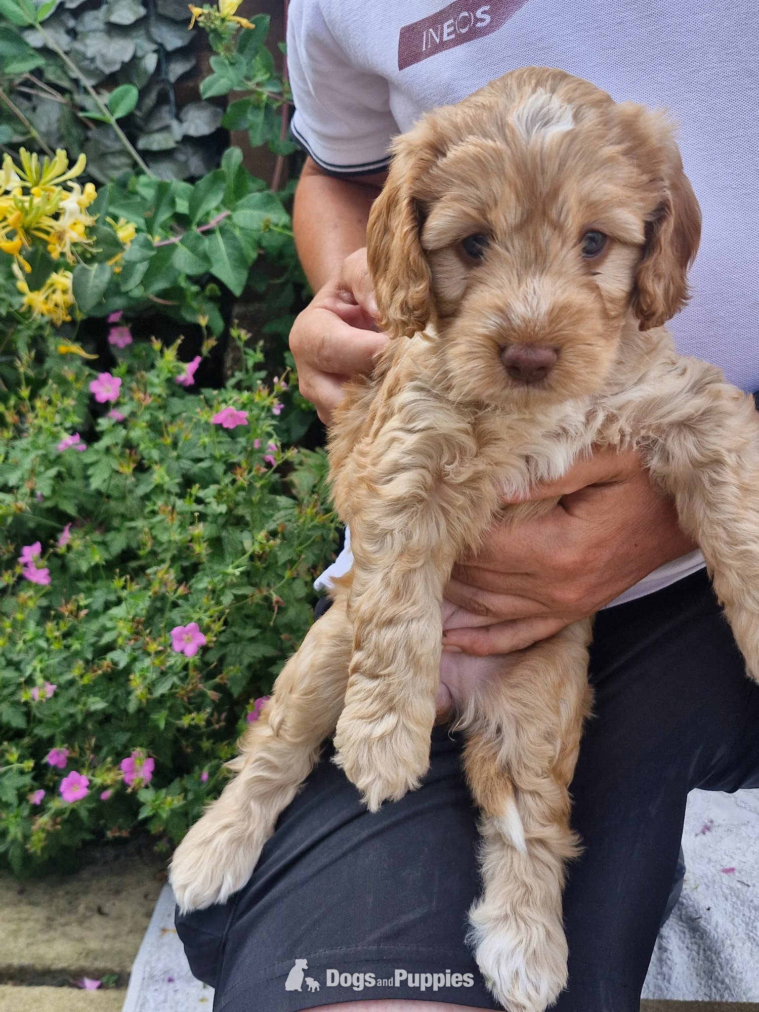 Cockapoo Puppies