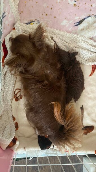 Lovely cuddly chihuahua puppies looking for their forever new home