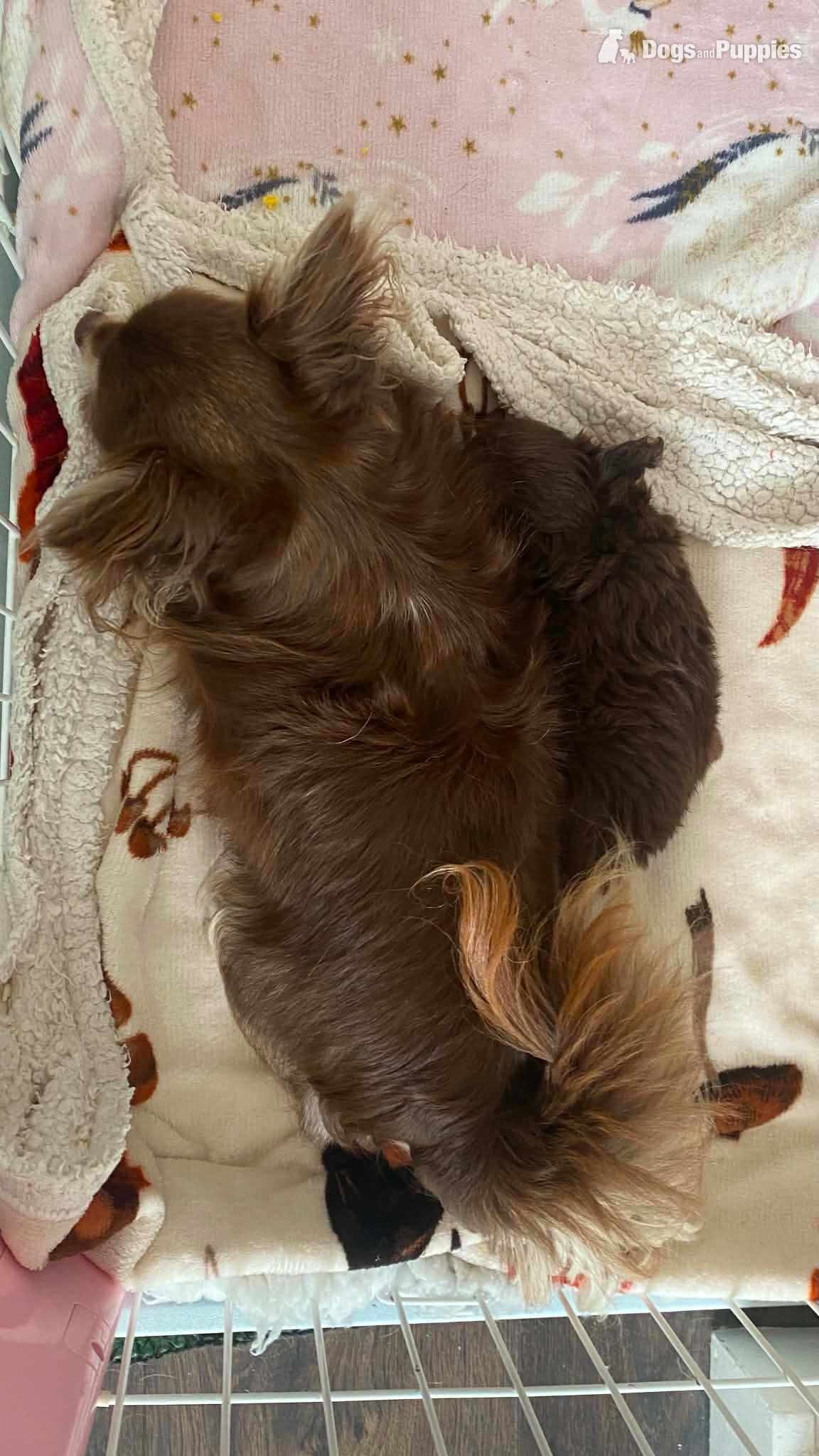 Lovely cuddly chihuahua puppies looking for their forever new home in {LOCATION}