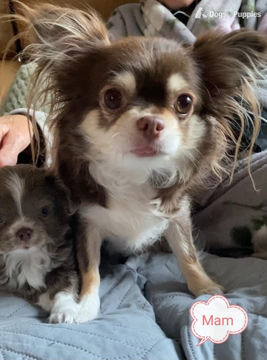 Chihuahua