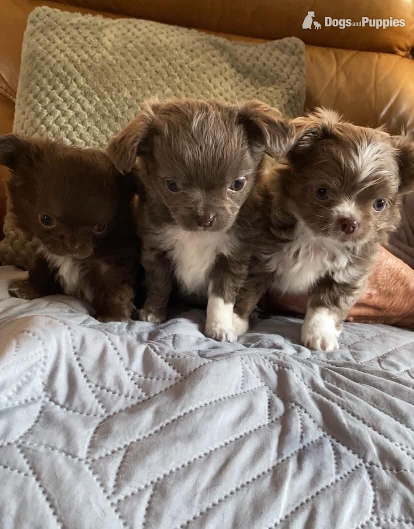 Chihuahua - Lovely cuddly chihuahua puppies looking for their forever new home