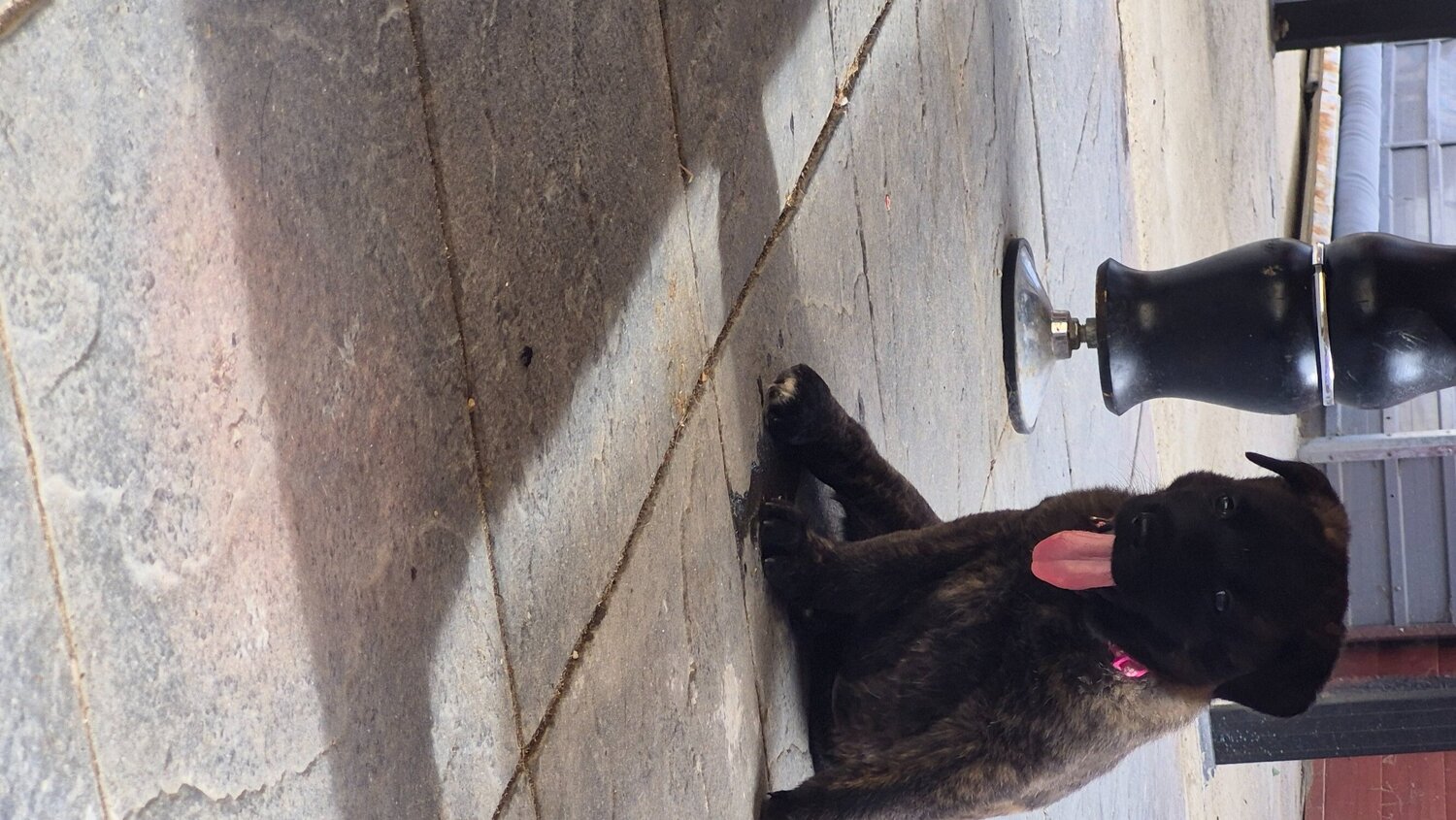 German Shepherd - German shepherd x shepkita 
