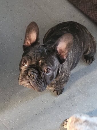 Lovely puppy's available 