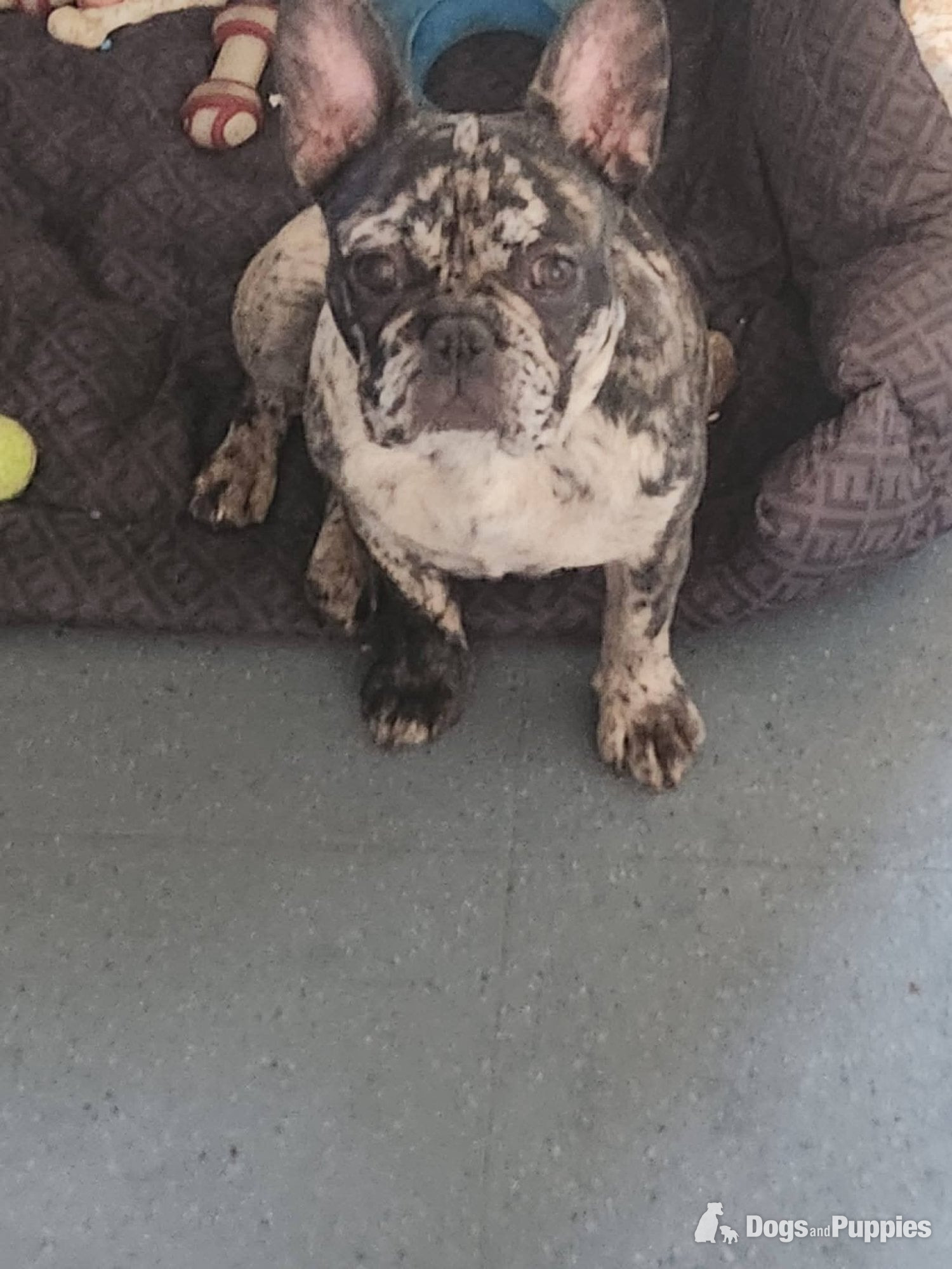French Bulldog